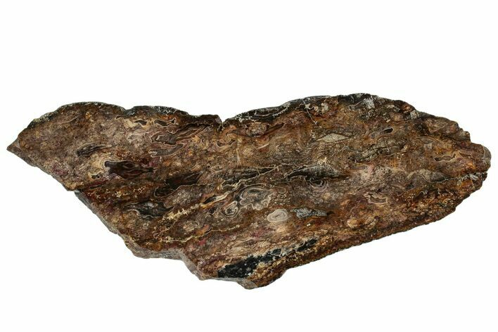 Cretaceous Petrified Tree Fern (Tempskya) Slab - North Carolina #252009